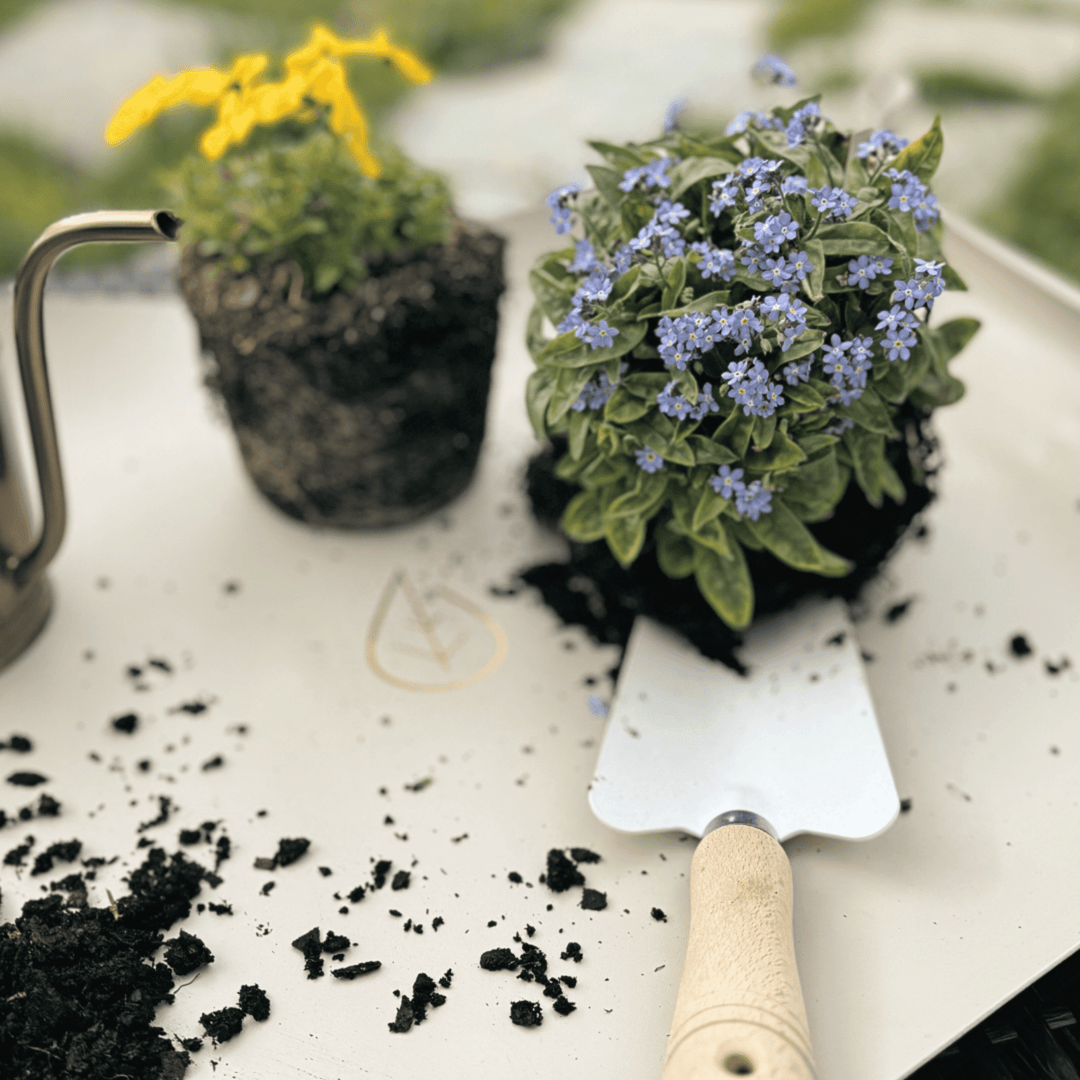 LIVLIG So topfst du deine Pflanzen richtig um