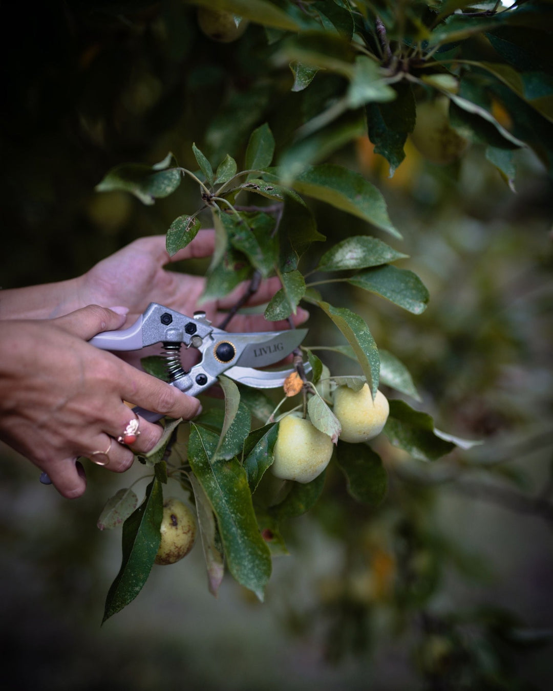 LIVLIG Garten Essentials