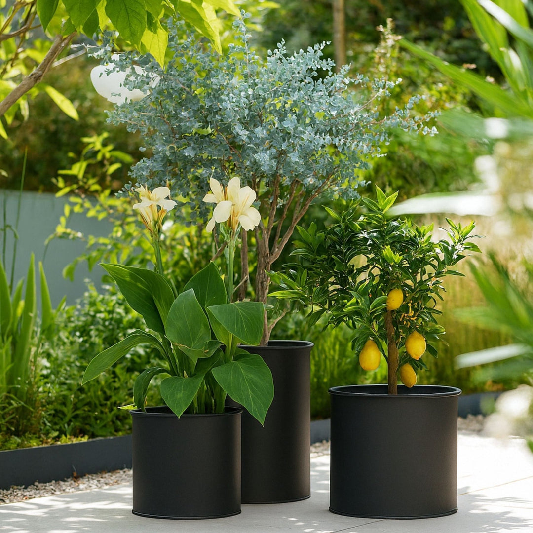 3er Blumentopf Set von LIVLIG, in Schwarz, mit verschiedenen Pflanzen darin.