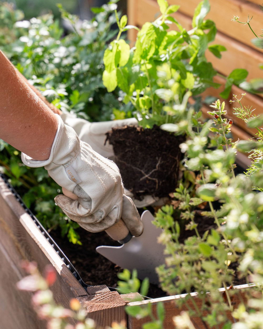 Person mit Livlig Gartenhandschuhen pflanzt eine Pflanze.