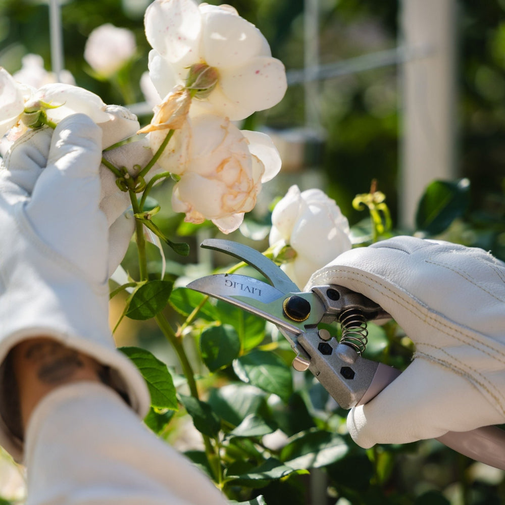 Bypass Gartenschere von LIVLIG, mit weißen Handschuhen gehalten, vor Rosenbusch im Garten.
