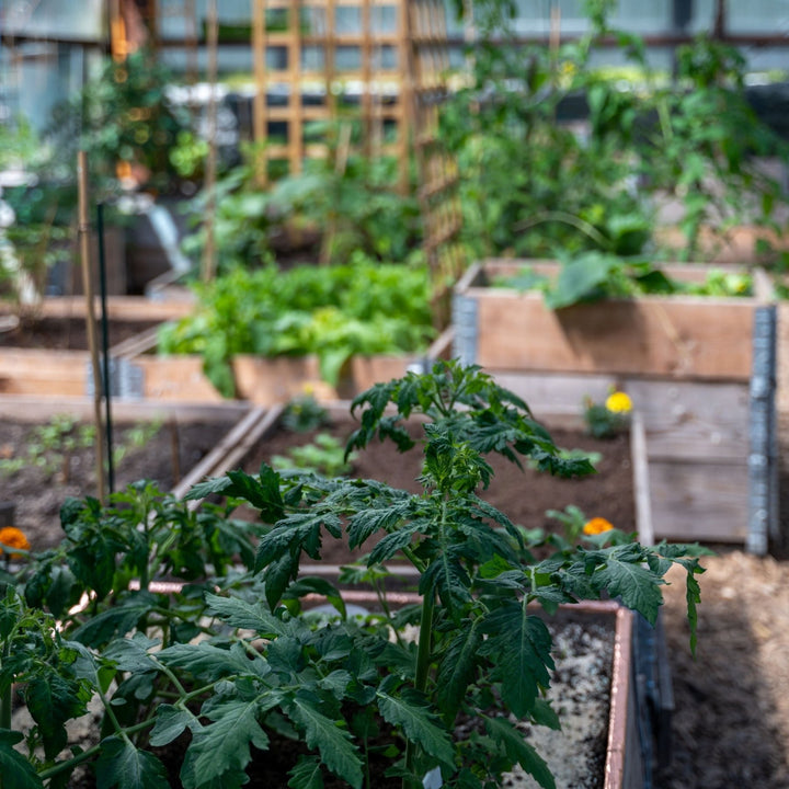 Flaschen-Tropfbewässerung von LIVLIG, eingesetzt in einem Hochbeet mit jungen Tomatenpflanzen und Ringelblumen.
