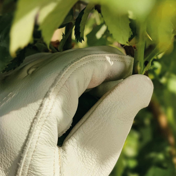 Beige Gartenhandschuhe aus Leder von LIVLIG, die einen grünen Pflanzenstiel halten.